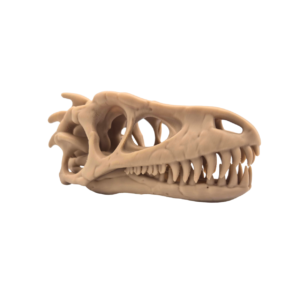 Czacha_raptor
